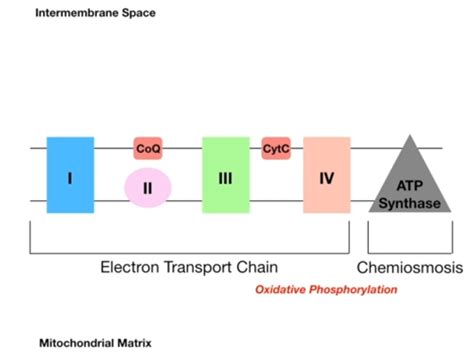 Simple Electron Transport Chain