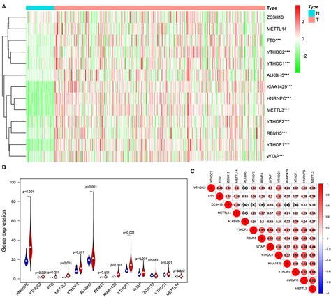 Frontiers Expression Pattern And Prognostic Value Of Key Regulators