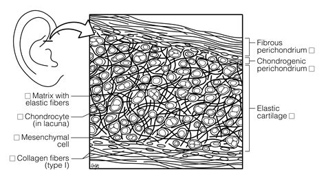 Elastic Cartilage (Ear) | Histology Coloring Book