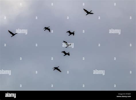 Flying ducks hi-res stock photography and images - Alamy