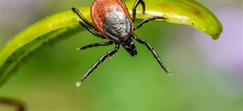 How To Prevent Ticks While Hiking 10 Important Tips