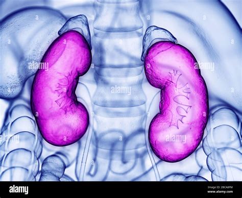 Human Kidneys Illustration Stock Photo Alamy