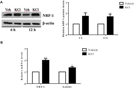 Frontiers Nuclear Respiratory Factor 1 Nrf 1 Controls The Activity