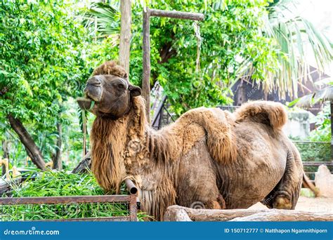 Wild bactrian camel stock image. Image of nomad, farm - 150712777