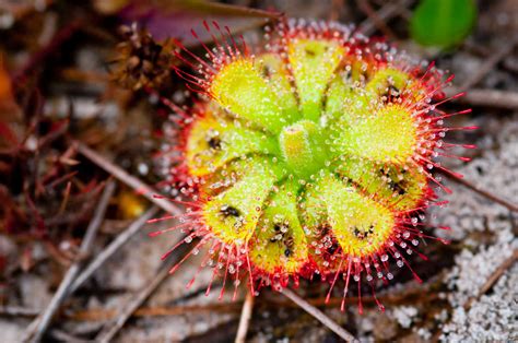 Auroch Libro De Texto Fresa Las Plantas Mas Raras Del Mundo Arco