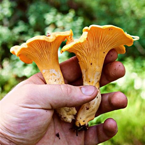 Chanterelles - Mushroom Appreciation