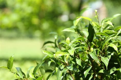 Premium Photo Green Tea Bush With Fresh Leaves Outdoors