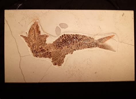 Jurassic Fish Fossil From Solnhofen Limestones Fossil Cave