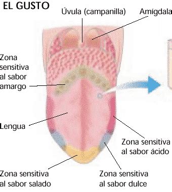 Papilas Gustativas Estrutura Fun Es Tipos E Dist Rbios Anatomia E