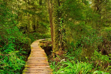 Steg Durch Den Wald Natur Motivwelten Infrarot Heizungen Mit