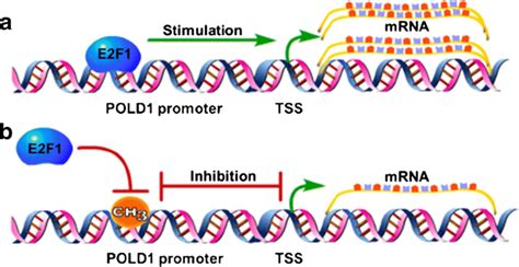 The Regulatory Mechanism Of E F And Dna Methylation In Pold