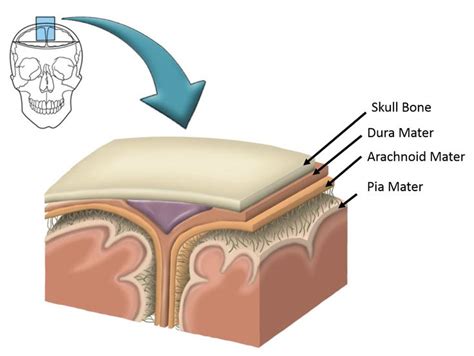 dura mater, the arachnoid mater, and the pia mater | Dura mater, Plexus products, Brain structure