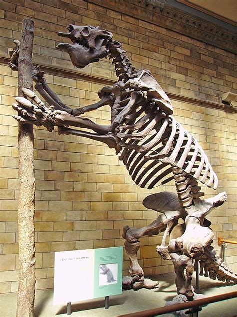 File:Megatherium americanum Skeleton NHM.JPG - Wikipedia