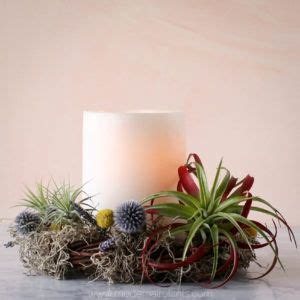 Easy Air Plant Gift Ideas Perfect For Every Occassion Air Plants