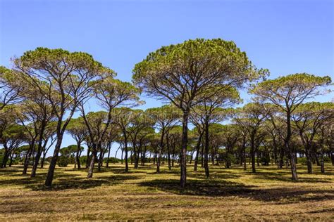 Forest Of Mediterranean Pine Trees Against Blue Sky Sardinia Italy