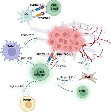 Frontiers The Components Of Tumor Microenvironment As Biomarker For