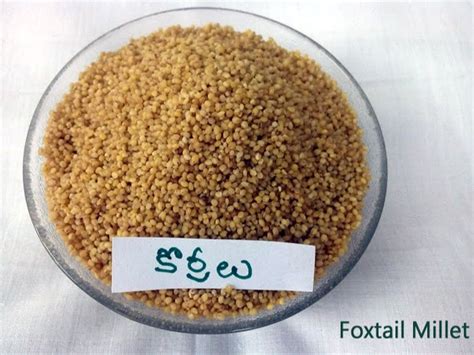 Indian Foxtail Millet High In Protein At Best Price In Warangal Id