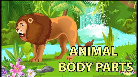 Learn The Animal Body Parts Youtube