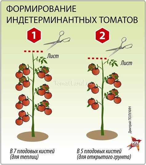 Томат Интуиция: описание, ОТЗЫВЫ (76), фотоtomatland.ru