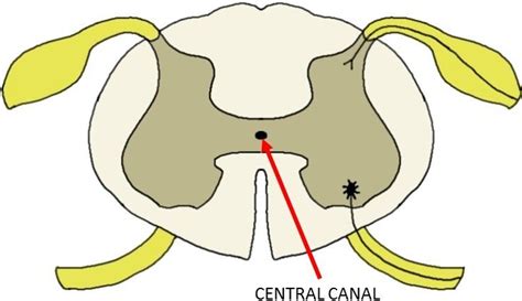 Know Your Spinal Cord The Lumbar Cistern And Cerebrospinal Fluid