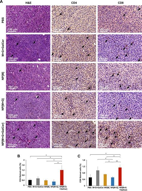 Cell Culture System Murine Melanoma B16f10 Cells ATCC Bioz