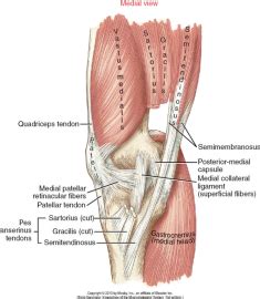 Kins Chapter Knee At Lynchburg College Studyblue Human Body