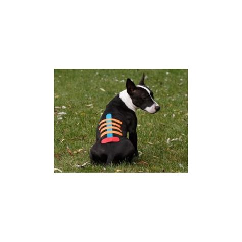 Bande Kinesio Taping VetkinTape Pour Chevaux Et Chiens