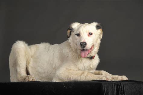 Perro Blanco Con Los Puntos Negros Imagen De Archivo Imagen De