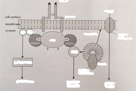 Insulin Signalling Pathway Diagram Diagram Quizlet