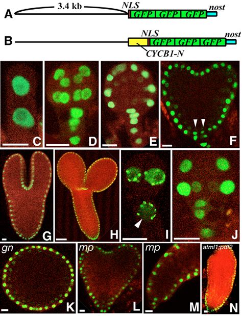 Pdf Transcriptional Regulation Of Epidermal Cell Fate In The