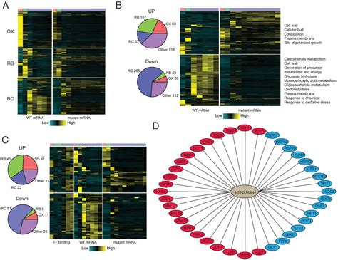 Figures And Data In Msn Regulate Expression Of Glycolytic Enzymes