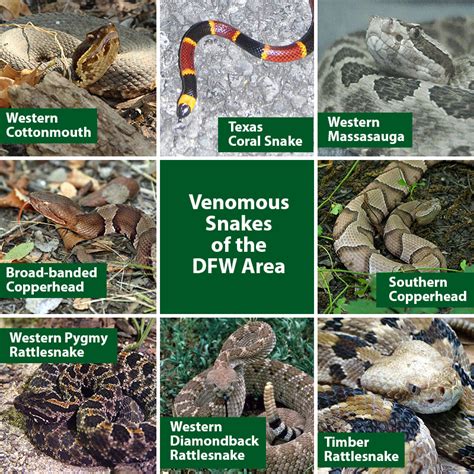 Venomous Snakes Of The Dallas Fort Worth Metroplex Dfw Urban Wildlife