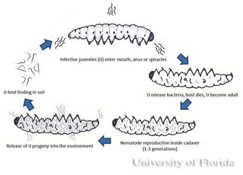 Entomopathogenic Nematodes