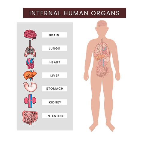 Human Body Internal Organs Infographics Against White Background ...