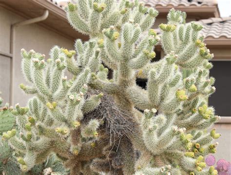 Teddy-Bear Cholla | Elgin Nursery & Tree Farm: Phoenix, AZ