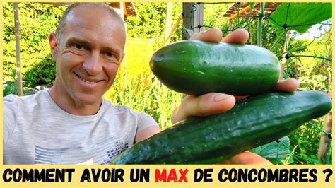 CONCOMBRES AU POTAGER Taille tuteurage variétés YouTube