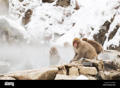 Japanese Macaques Or Snow Monkeys In Hot Spring Stock Photo Alamy