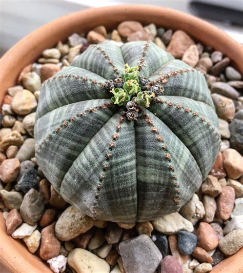 Euphorbia Obesa Female Cacti And Succulents Euphorbia Succulents