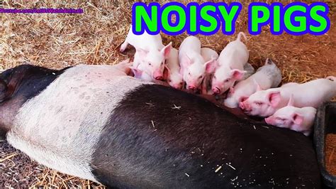 Noisy Pigs Pig And Piglets Grunting And Squealing Sounds Oink Sounds