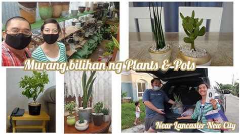 Murang Bilihan Ng Indoor Plants And Pots Sa Cavite Nakipag Barter Ako