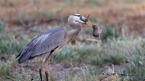 Compilation Of Some Memorable Great Blue Herons Eating Gophers Youtube