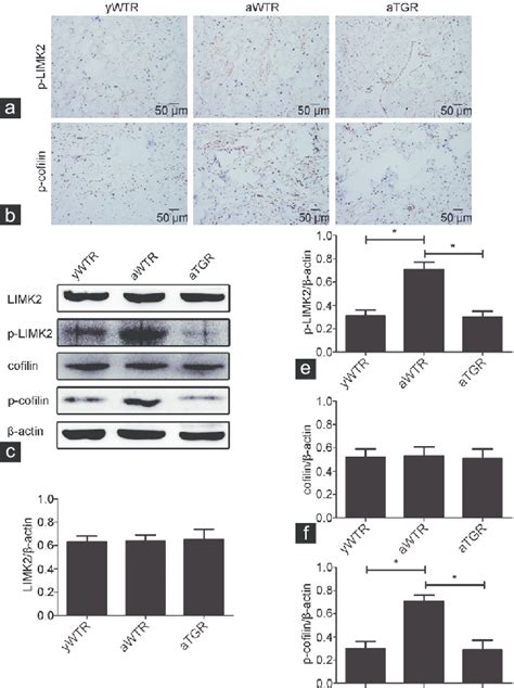 Immunohistochemistry And Western Blotting Analysis Of The Activation Of