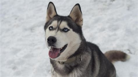 Por qué los huskies tienen los ojos azules