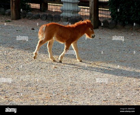 Animal in the zoological garden Stock Photo - Alamy