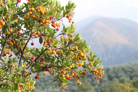 11 Incredible Trees Native To Spain A Z Animals