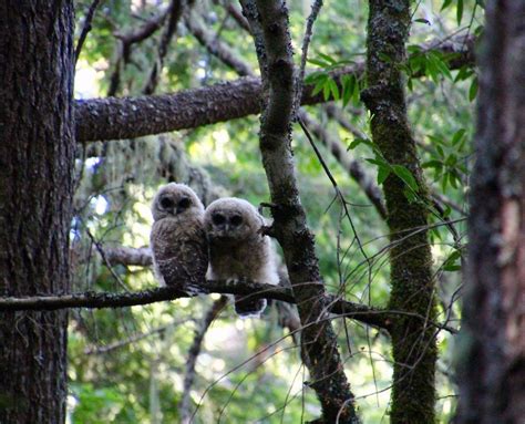 baby spotted owls for web - Occidental Arts & Ecology Center