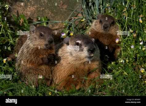 Mother and baby woodchucks ((Marmota monax) near den entrance with spring flowers all around ...