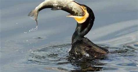 Invasione Di Cormorani A Rischio Gli Allevamenti Di Pesce Italia