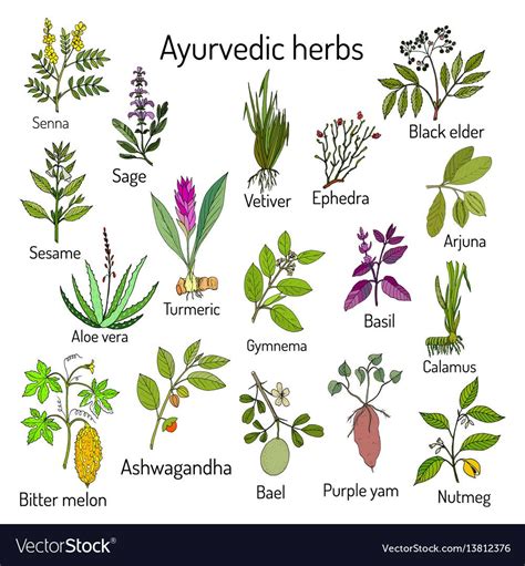 Indian ayurvedic herbs plants list with pictures and names – Artofit