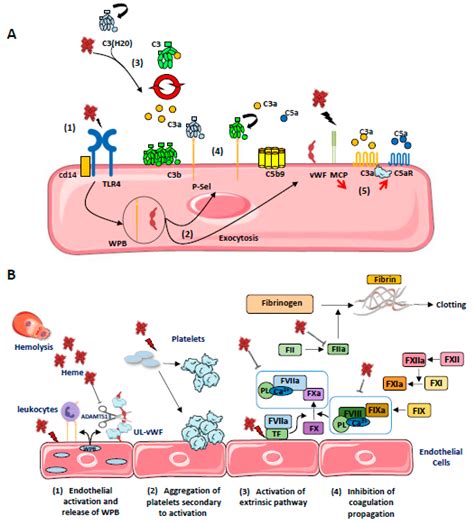 Toxins Free Full Text Hemolysis Derived Products Toxicity And